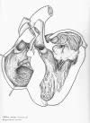 Herz des Afrikanischen Strausses mit geöffneten Herzkammern — Tusche