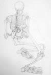 Skelett — Studentenarbeit, Anatomiekurs